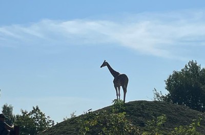Výlet do Zoo ve Dvoře Králové