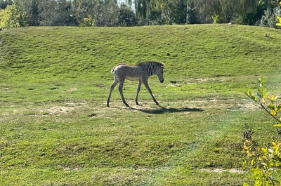 Výlet do Zoo ve Dvoře Králové