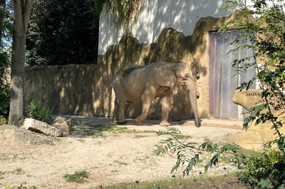 Výlet do Zoo ve Dvoře Králové