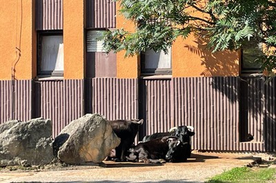 Výlet do Zoo ve Dvoře Králové